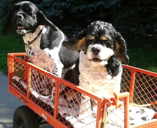 /Images/uploads/Minnesota Spay Neuter Assistance Program/MNSNAP/entries/9436thumb.jpg